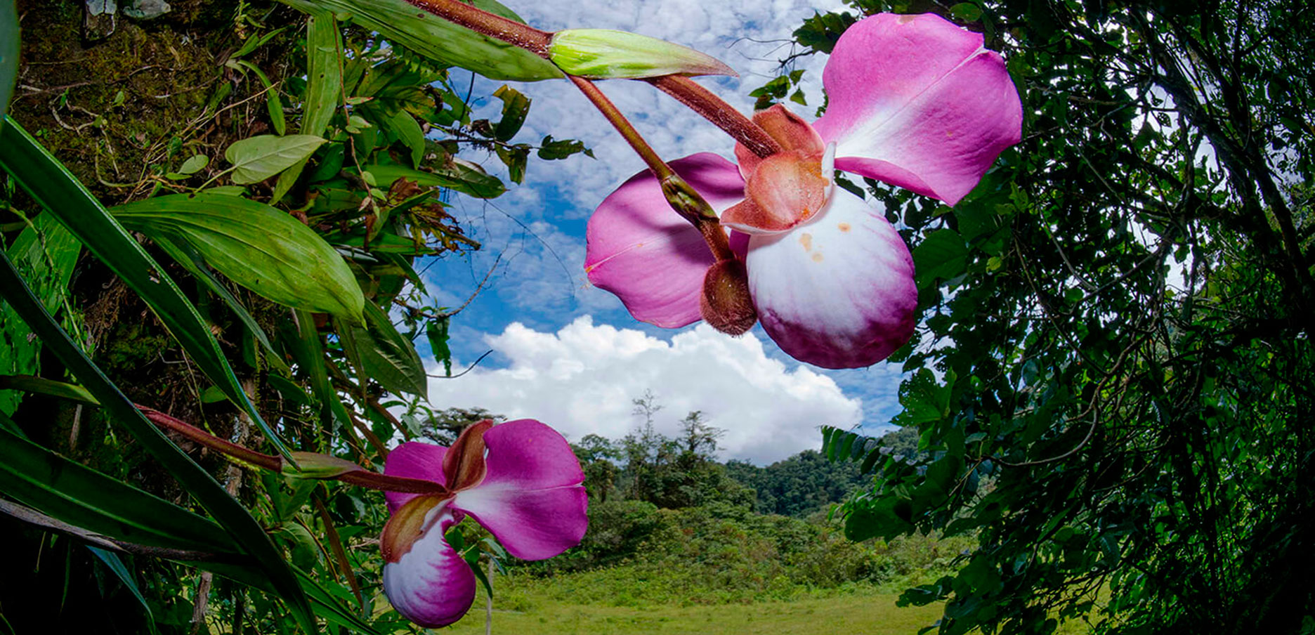 Paquete turístico: Tarapoto & Orquídeas